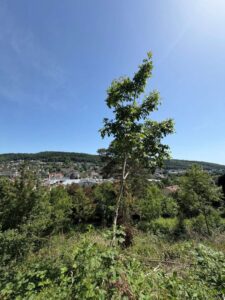 Grundst&uuml;ck mit Au&szlig;enansicht